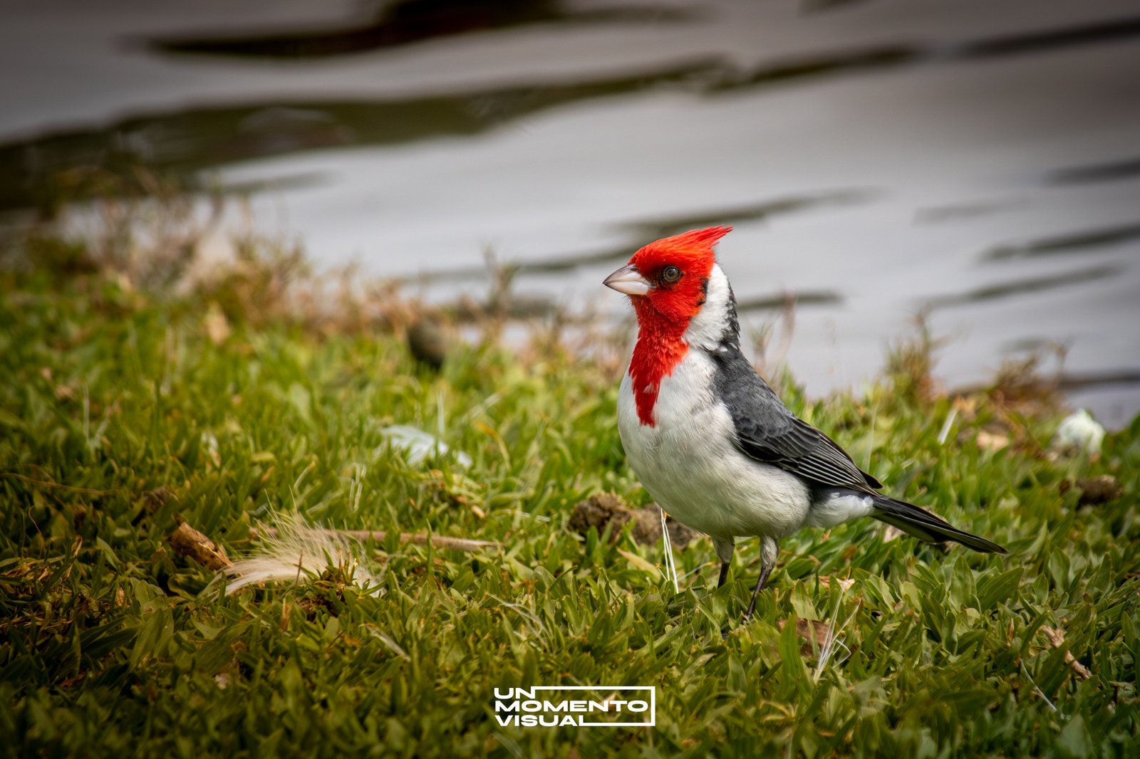NATURALEZA
