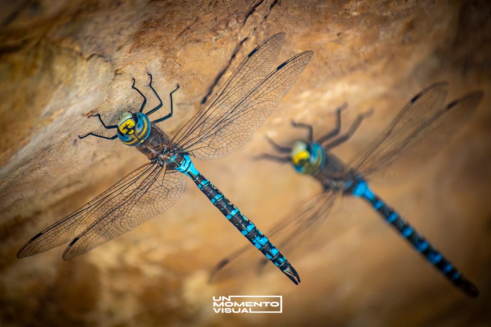 NATURALEZA